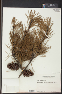 Pinus echinata image