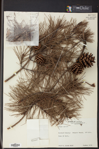 Pinus clausa image