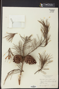 Pinus clausa image