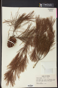 Pinus clausa image