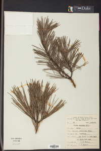 Pinus echinata image