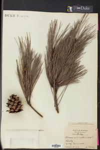 Pinus echinata image