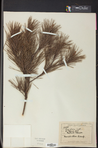 Pinus glabra image