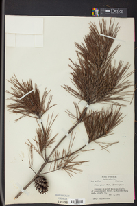 Pinus glabra image