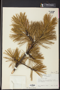 Pinus pungens image