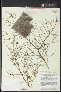 Tsuga canadensis image