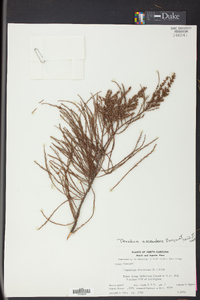 Taxodium ascendens image