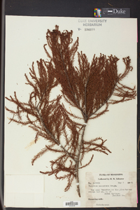 Taxodium ascendens image