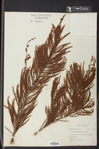 Taxodium ascendens image