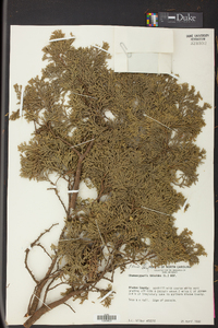Chamaecyparis thyoides image