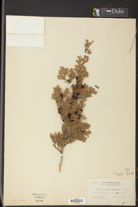 Chamaecyparis thyoides image