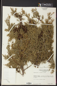 Chamaecyparis thyoides image