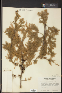 Chamaecyparis thyoides image