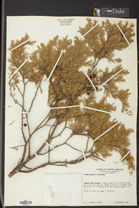 Chamaecyparis thyoides image