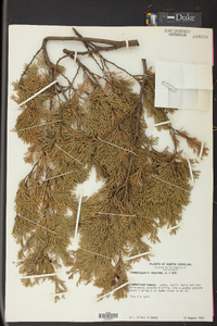 Chamaecyparis thyoides image