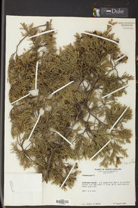 Chamaecyparis thyoides image