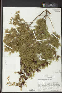 Chamaecyparis thyoides image