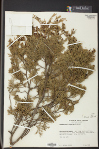 Chamaecyparis thyoides image