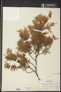 Chamaecyparis thyoides image