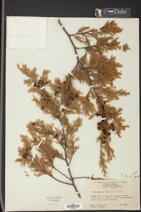 Chamaecyparis thyoides image