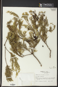 Chamaecyparis thyoides image