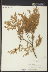 Chamaecyparis thyoides image