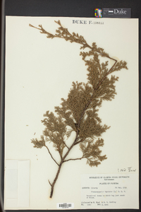 Chamaecyparis thyoides image