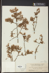 Chamaecyparis thyoides image