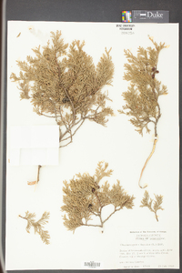 Chamaecyparis thyoides image