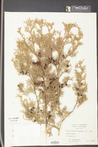 Chamaecyparis thyoides image