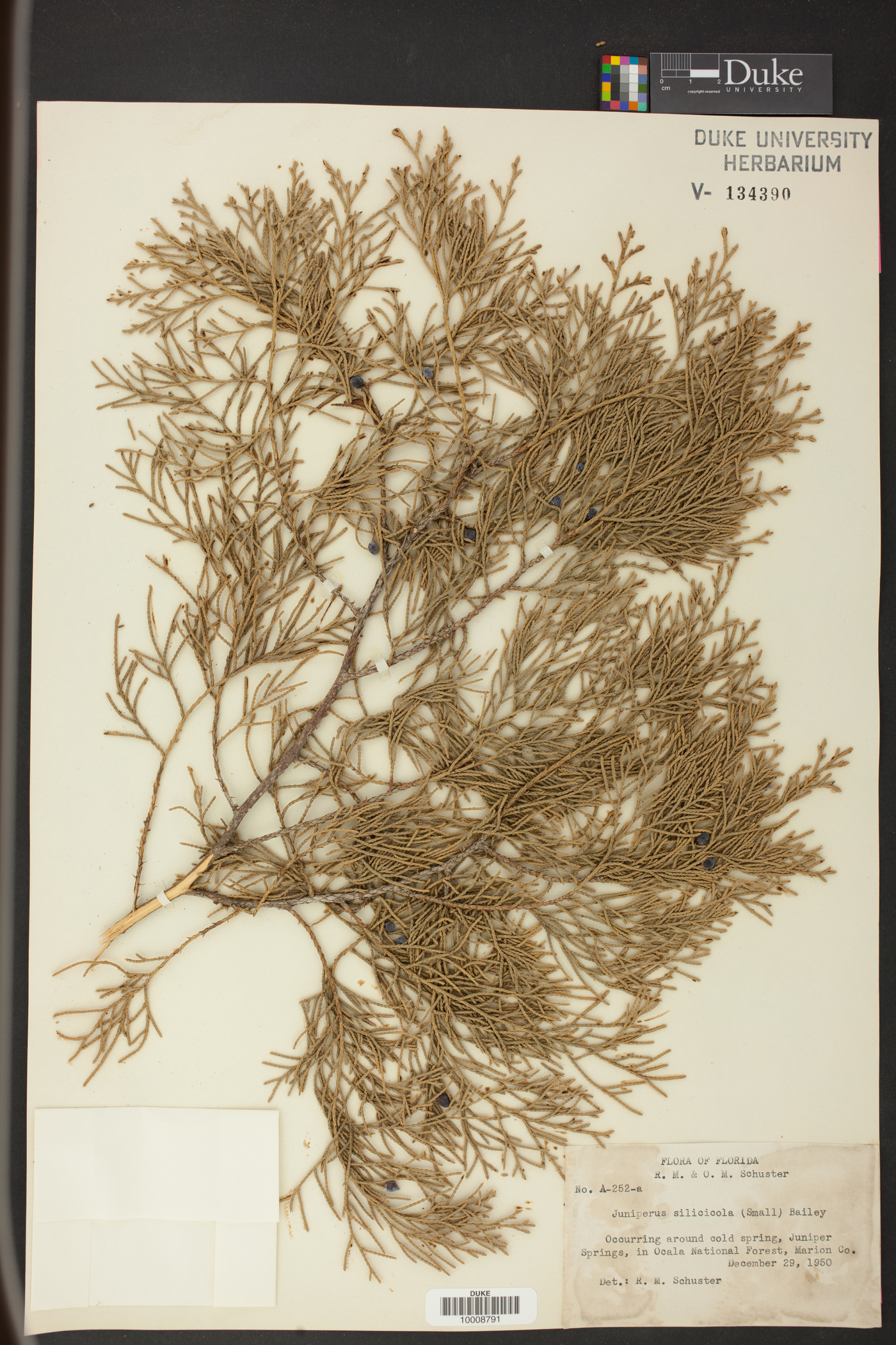 Juniperus silicicola image