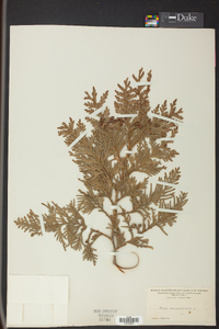 Thuja occidentalis image