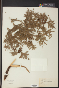 Thuja occidentalis image