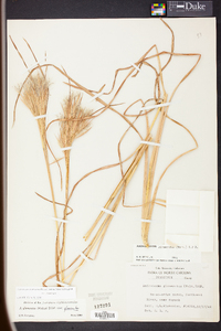 Andropogon glomeratus image