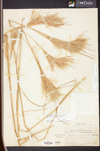 Andropogon glomeratus image