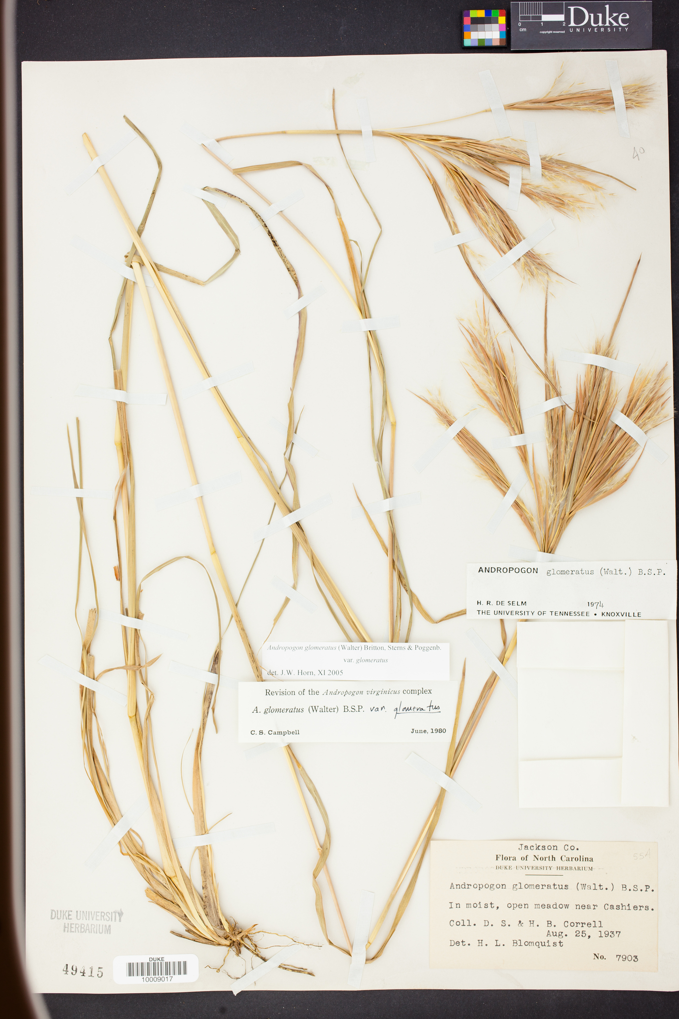 Andropogon glomeratus var. glomeratus image