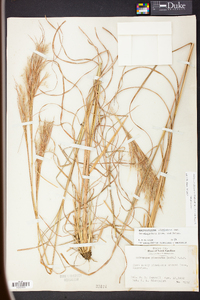 Andropogon glomeratus image