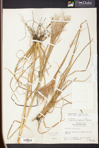 Andropogon glomeratus var. glomeratus image