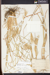 Andropogon glomeratus image