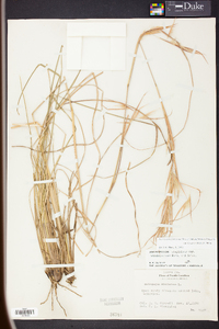 Andropogon glomeratus var. hirsutior image