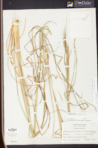 Andropogon glomeratus image