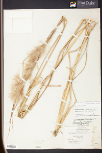 Andropogon glomeratus var. pumilus image