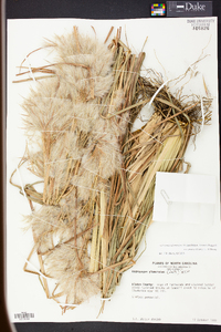 Andropogon glomeratus image