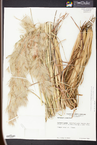 Andropogon glomeratus image