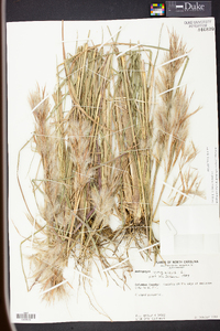 Andropogon glomeratus image