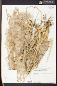 Andropogon glomeratus var. pumilus image