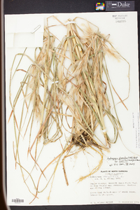 Andropogon glomeratus image