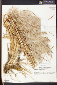 Andropogon glomeratus image