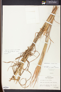 Andropogon gyrans image