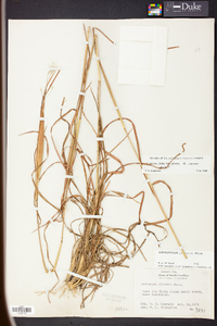 Andropogon gyrans image